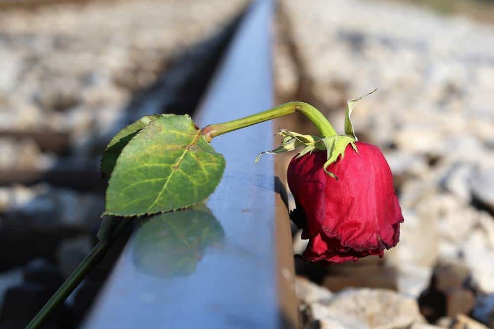 A wilted red rose handing over the edge of a railway track